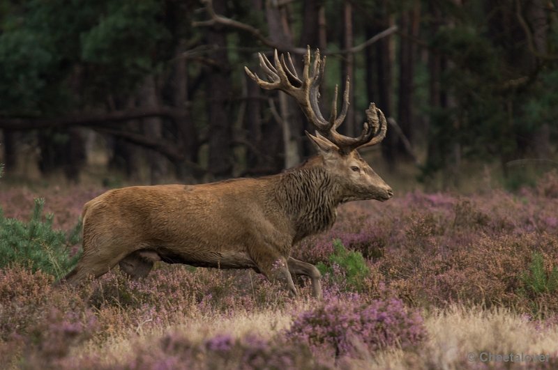 _DSC0372.JPG - Park de Hoge Veluwe