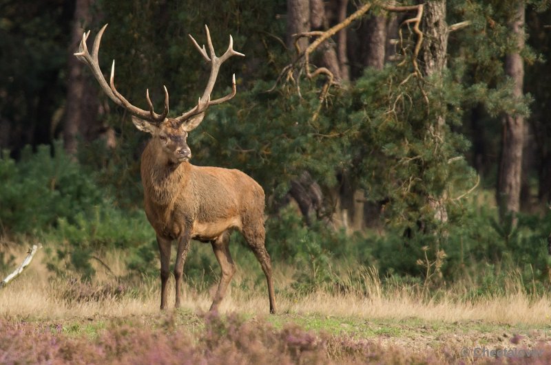 _DSC0380.JPG - Park de Hoge Veluwe