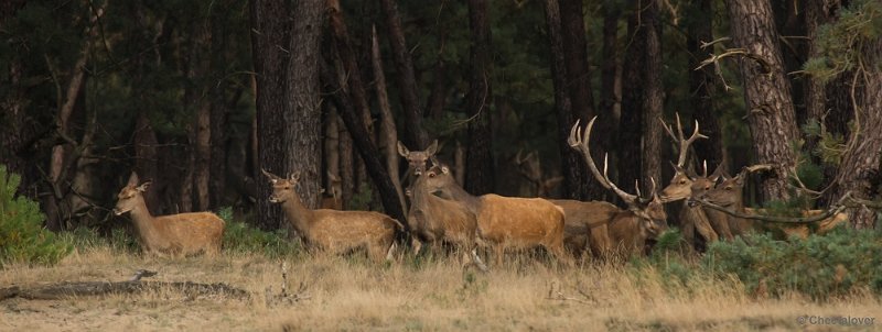 _DSC0410.JPG - Park de Hoge Veluwe