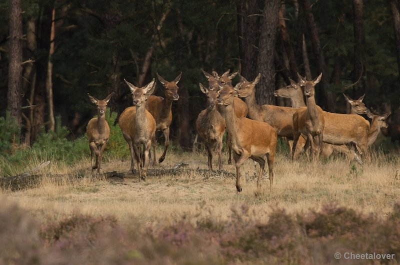 _DSC0414.JPG - Park de Hoge Veluwe