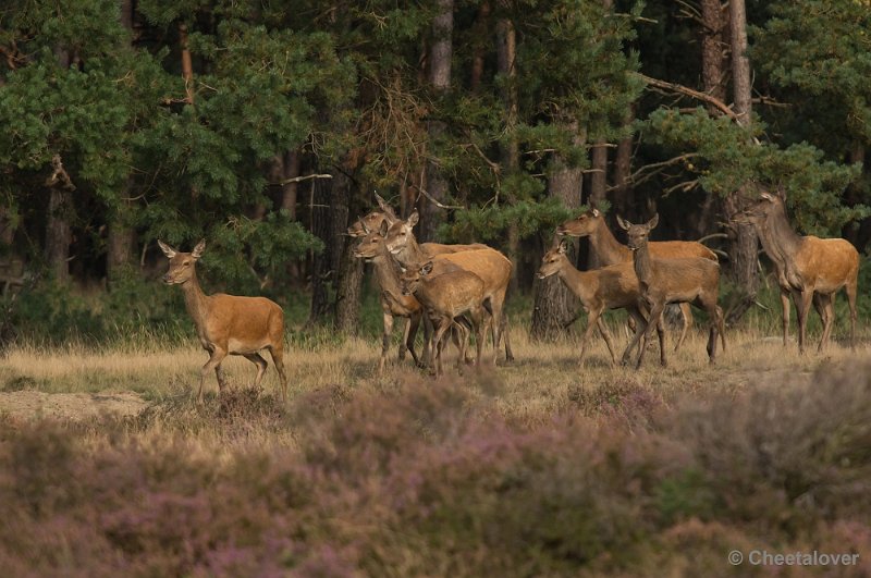 _DSC0416.JPG - Park de Hoge Veluwe