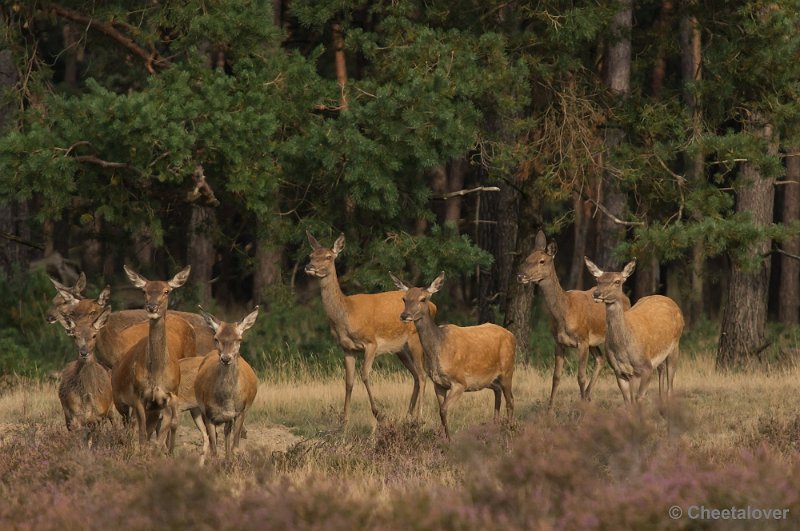 _DSC0418.JPG - Park de Hoge Veluwe