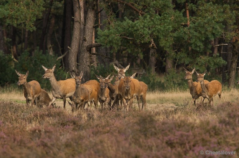 _DSC0420.JPG - Park de Hoge Veluwe