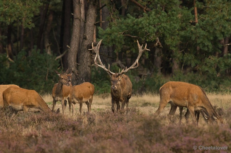 _DSC0424.JPG - Park de Hoge Veluwe