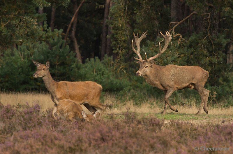 _DSC0425.JPG - Park de Hoge Veluwe