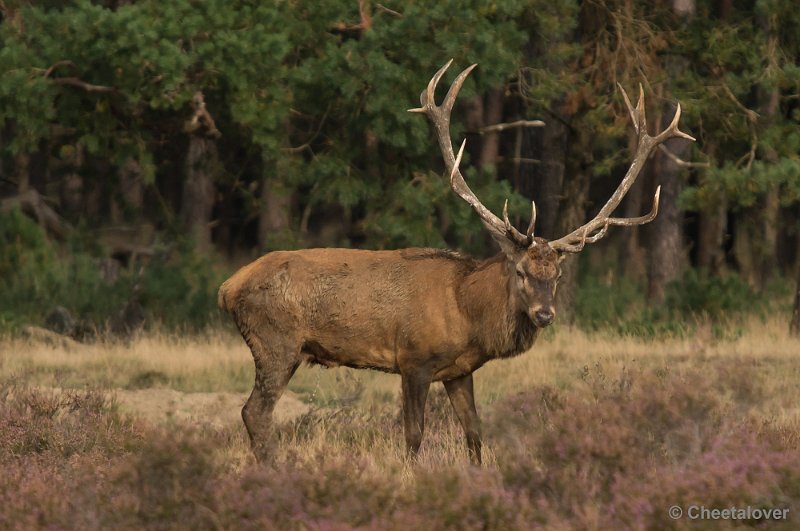 _DSC0428.JPG - Park de Hoge Veluwe