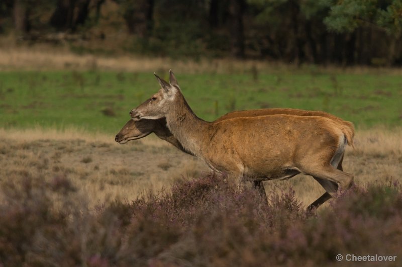 _DSC0435.JPG - Park de Hoge Veluwe