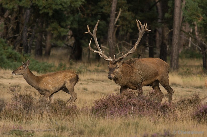 _DSC0441.JPG - Park de Hoge Veluwe