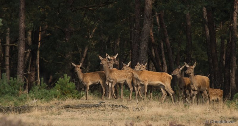 _DSC0443.JPG - Park de Hoge Veluwe