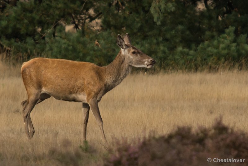 _DSC0448.JPG - Park de Hoge Veluwe