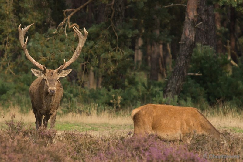 _DSC0453.JPG - Park de Hoge Veluwe