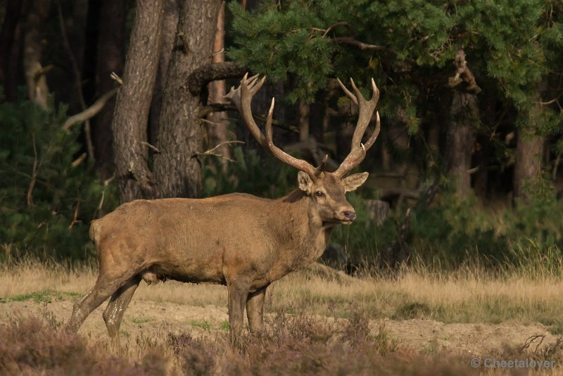 _DSC0462.JPG - Park de Hoge Veluwe