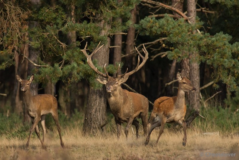 _DSC0467.JPG - Park de Hoge Veluwe