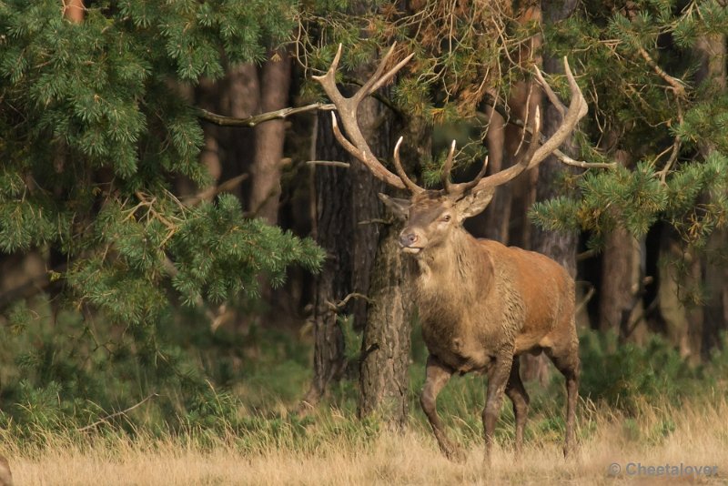 _DSC0469.JPG - Park de Hoge Veluwe