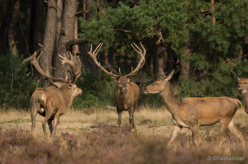 _DSC0472.JPG - Park de Hoge Veluwe