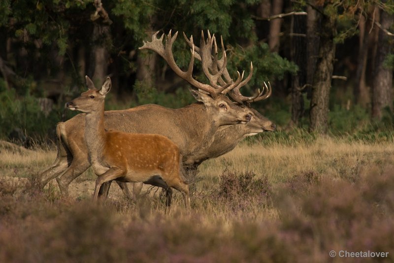 _DSC0474.JPG - Park de Hoge Veluwe