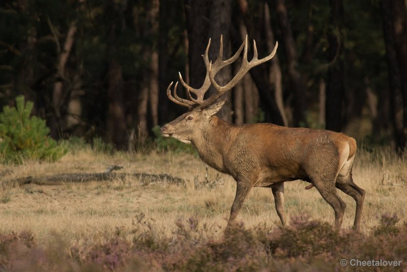 _DSC0479.JPG - Park de Hoge Veluwe