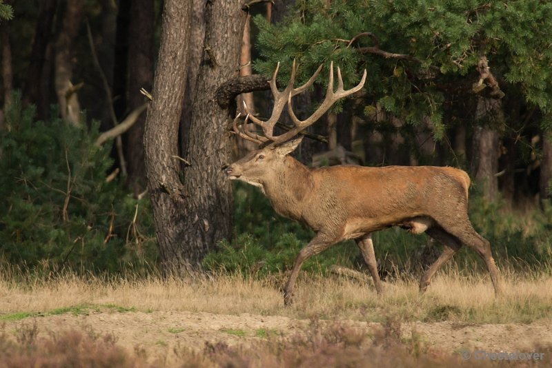 _DSC0483.JPG - Park de Hoge Veluwe