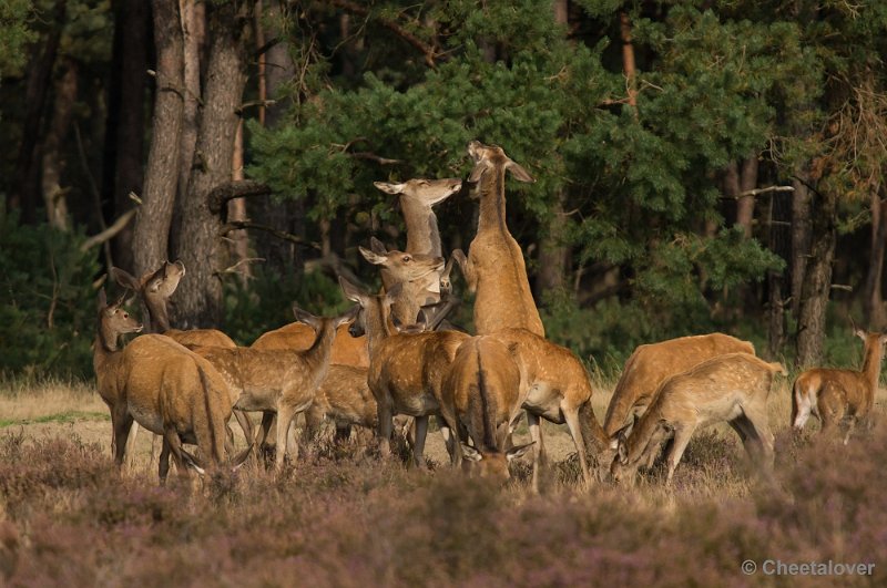 _DSC0486.JPG - Park de Hoge Veluwe