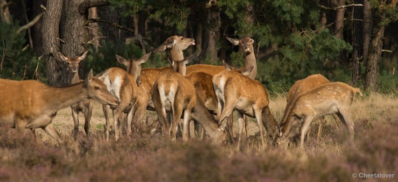 _DSC0489.JPG - Park de Hoge Veluwe