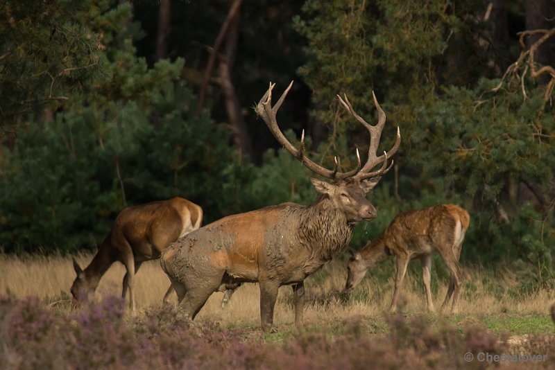 _DSC0501.JPG - Park de Hoge Veluwe