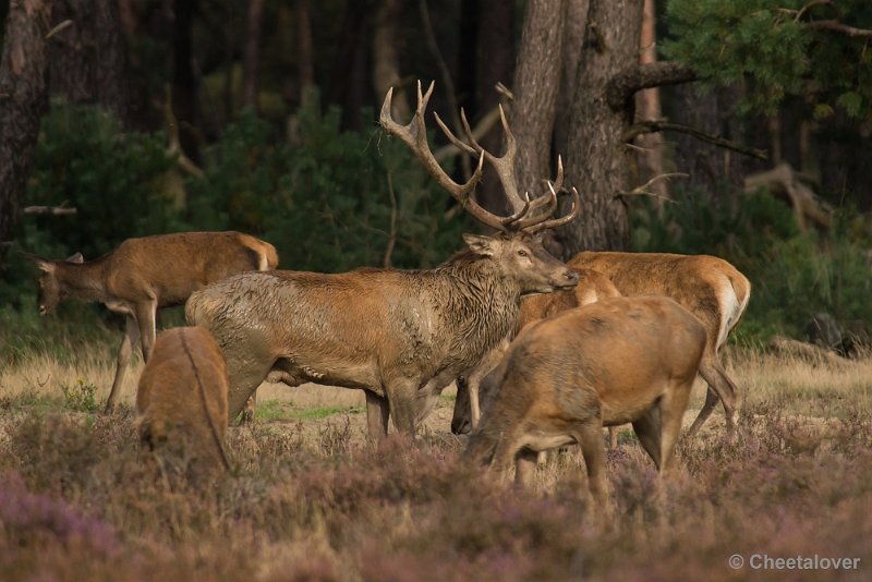 _DSC0506.JPG - Park de Hoge Veluwe