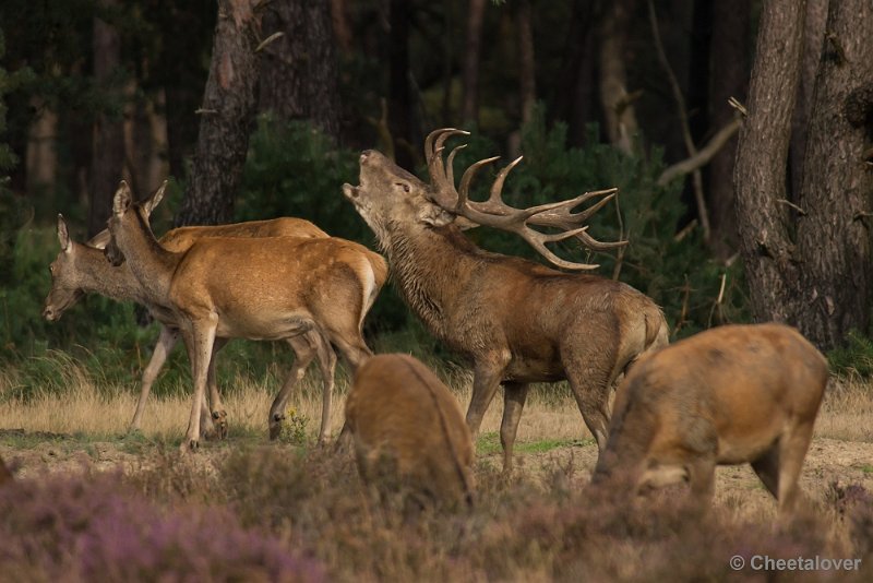 _DSC0507.JPG - Park de Hoge Veluwe