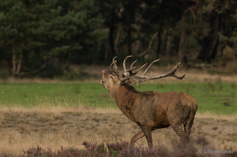 _DSC0517.JPG - Park de Hoge Veluwe