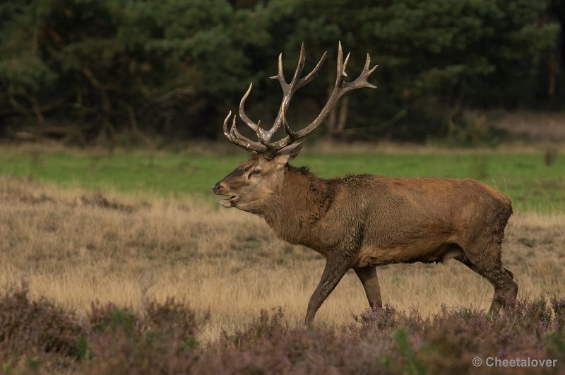 _DSC0519.JPG - Park de Hoge Veluwe