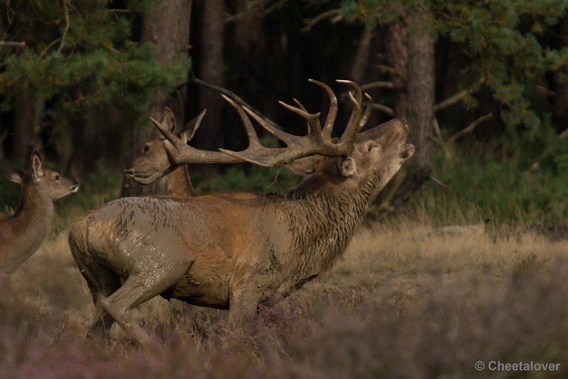 _DSC0529.JPG - Park de Hoge Veluwe