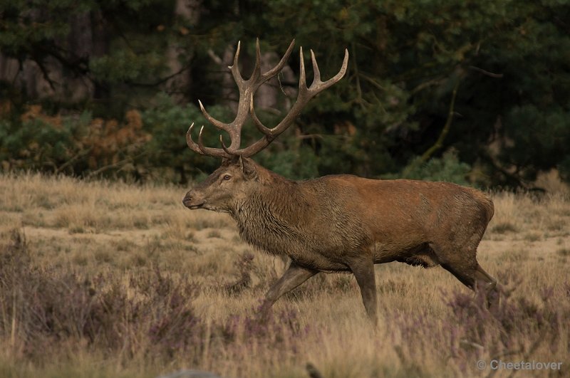 _DSC0542.JPG - Park de Hoge Veluwe