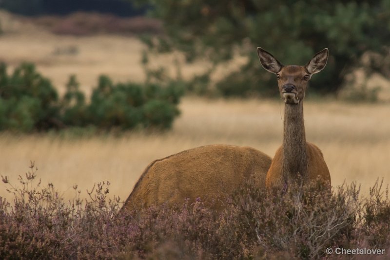 _DSC0546.JPG - Park de Hoge Veluwe