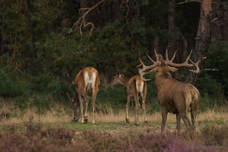 _DSC0561.JPG - Park de Hoge Veluwe