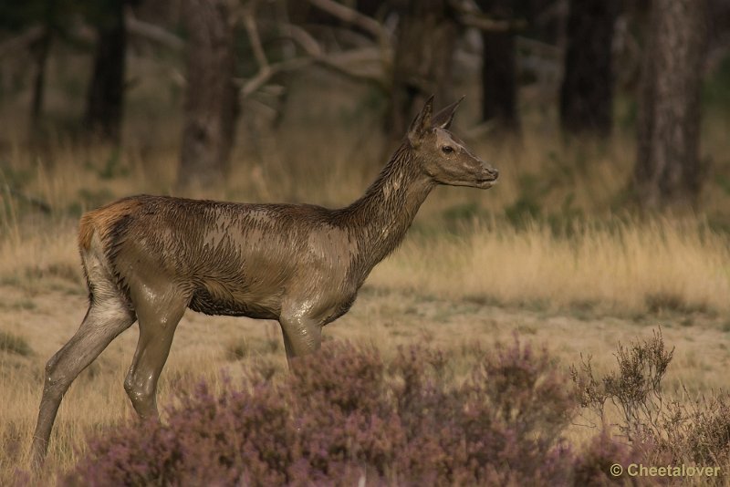 _DSC0576.JPG - Park de Hoge Veluwe