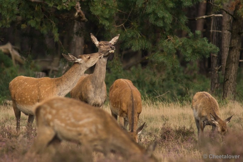 _DSC0590.JPG - Park de Hoge Veluwe