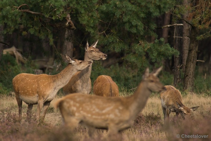 _DSC0593.JPG - Park de Hoge Veluwe