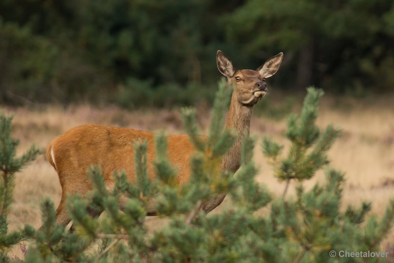 _DSC0608.JPG - Park de Hoge Veluwe