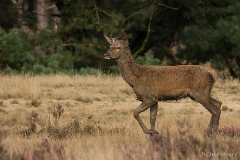 _DSC0654.JPG - Park de Hoge Veluwe