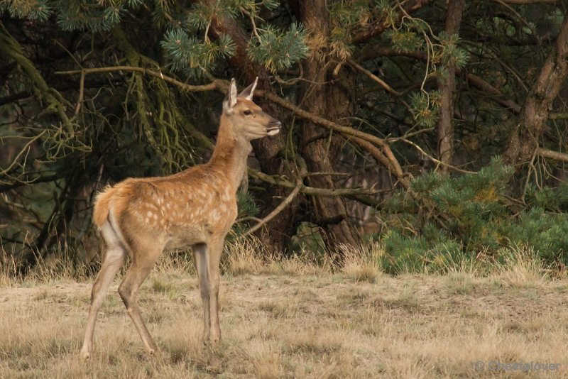 _DSC0664.JPG - Park de Hoge Veluwe