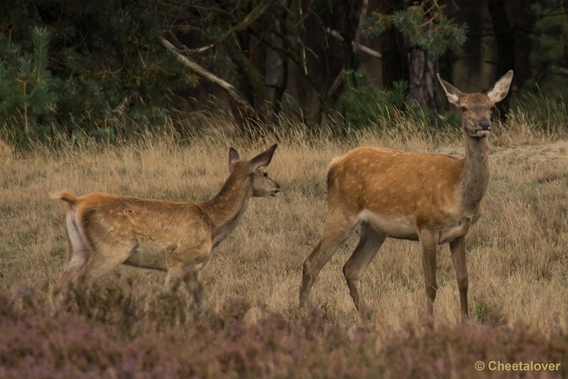 _DSC0672.JPG - Park de Hoge Veluwe