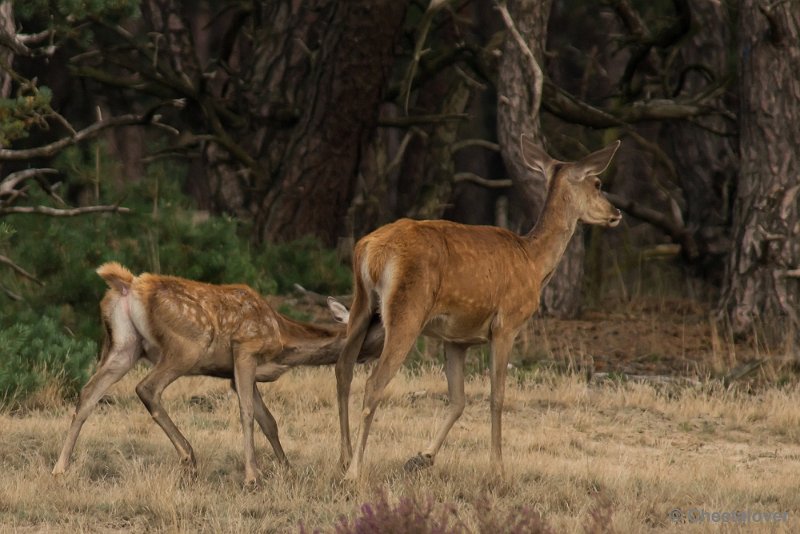 _DSC0754.JPG - Park de Hoge Veluwe