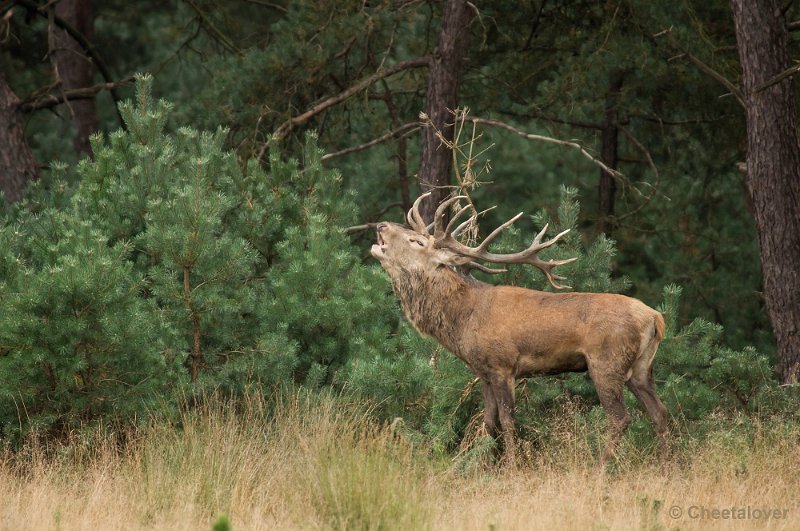 _DSC0779.JPG - Park de Hoge Veluwe