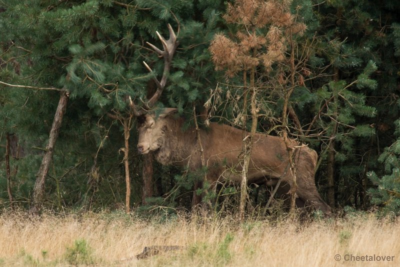 _DSC0790.JPG - Park de Hoge Veluwe