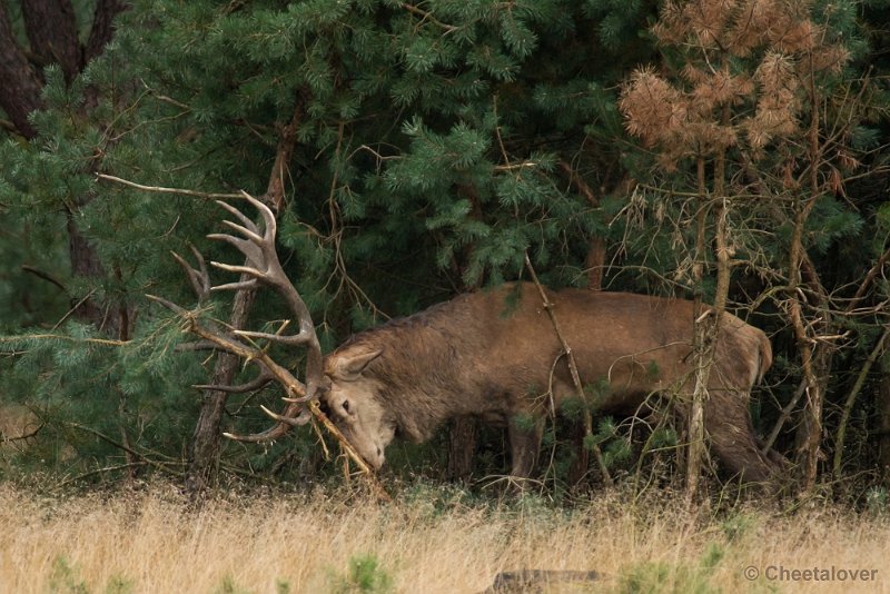 _DSC0798.JPG - Park de Hoge Veluwe