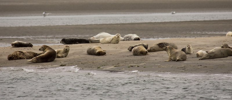 _DSC1222.JPG - Zeehonden