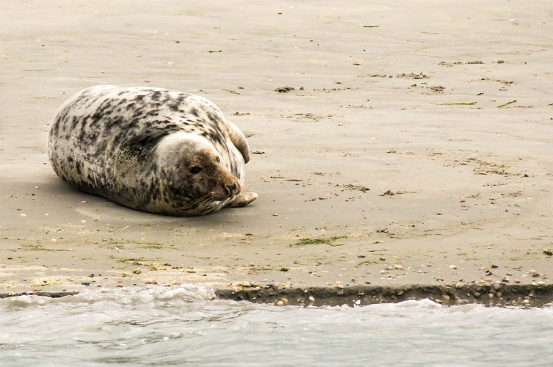 _DSC1227.JPG - Zeehonden