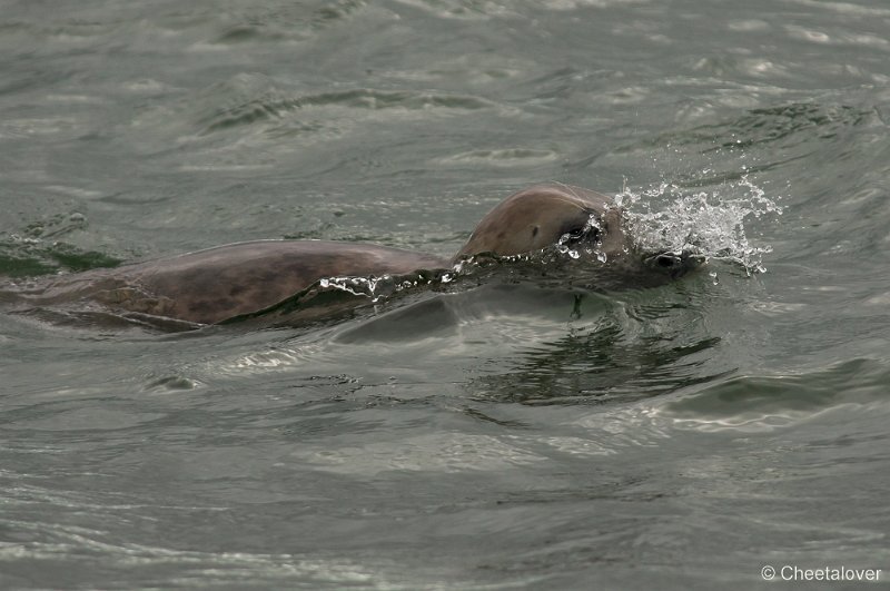 _DSC1236.JPG - Zeehonden