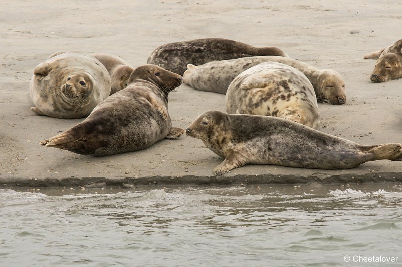 _DSC1239.JPG - Zeehonden