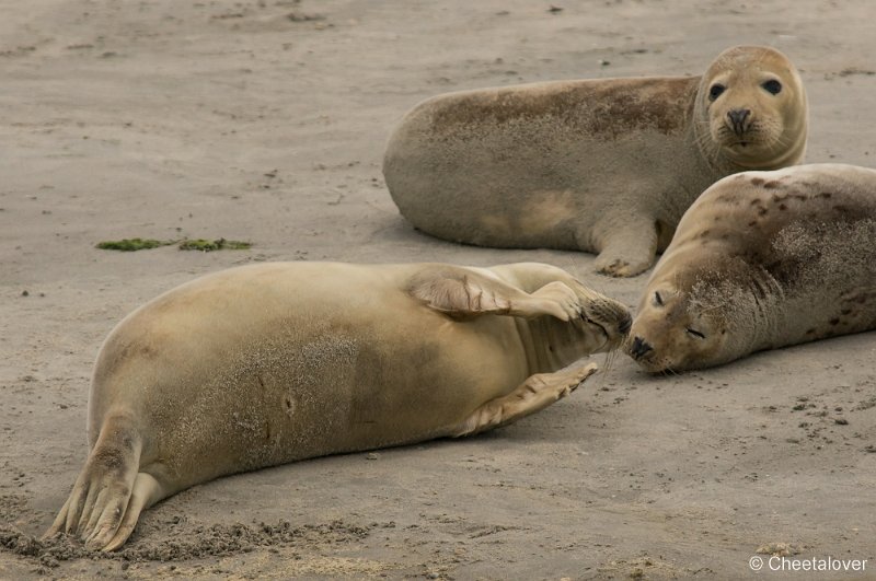 _DSC1245.JPG - Zeehonden