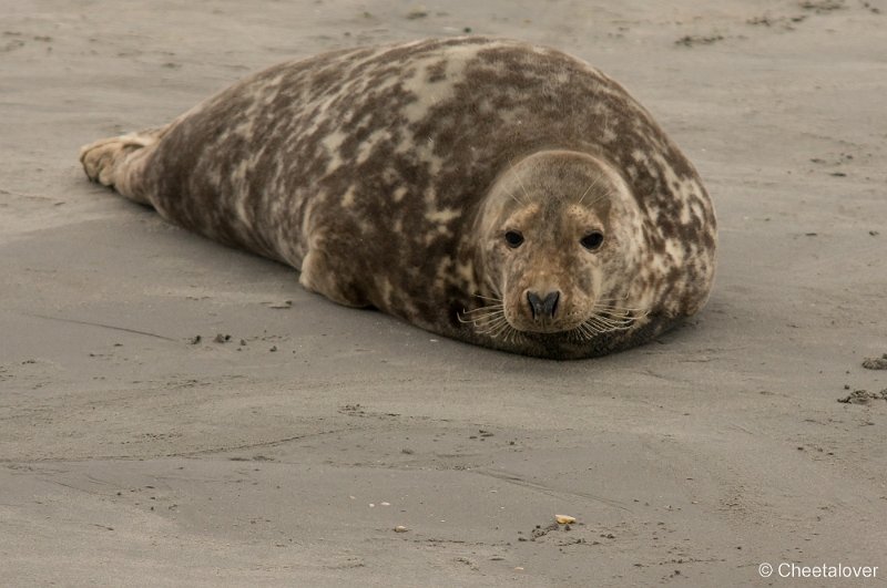 _DSC1249.JPG - Zeehonden